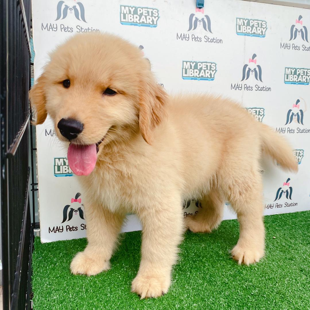 Golden Retriever Puppy (Male) For Sale