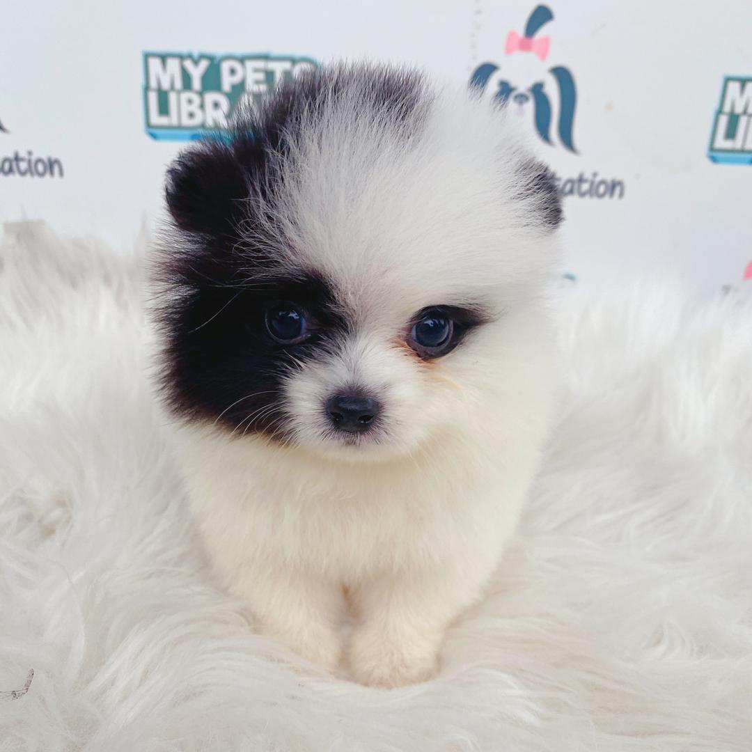 Tiny Teacup Pomeranian Puppy For Sale