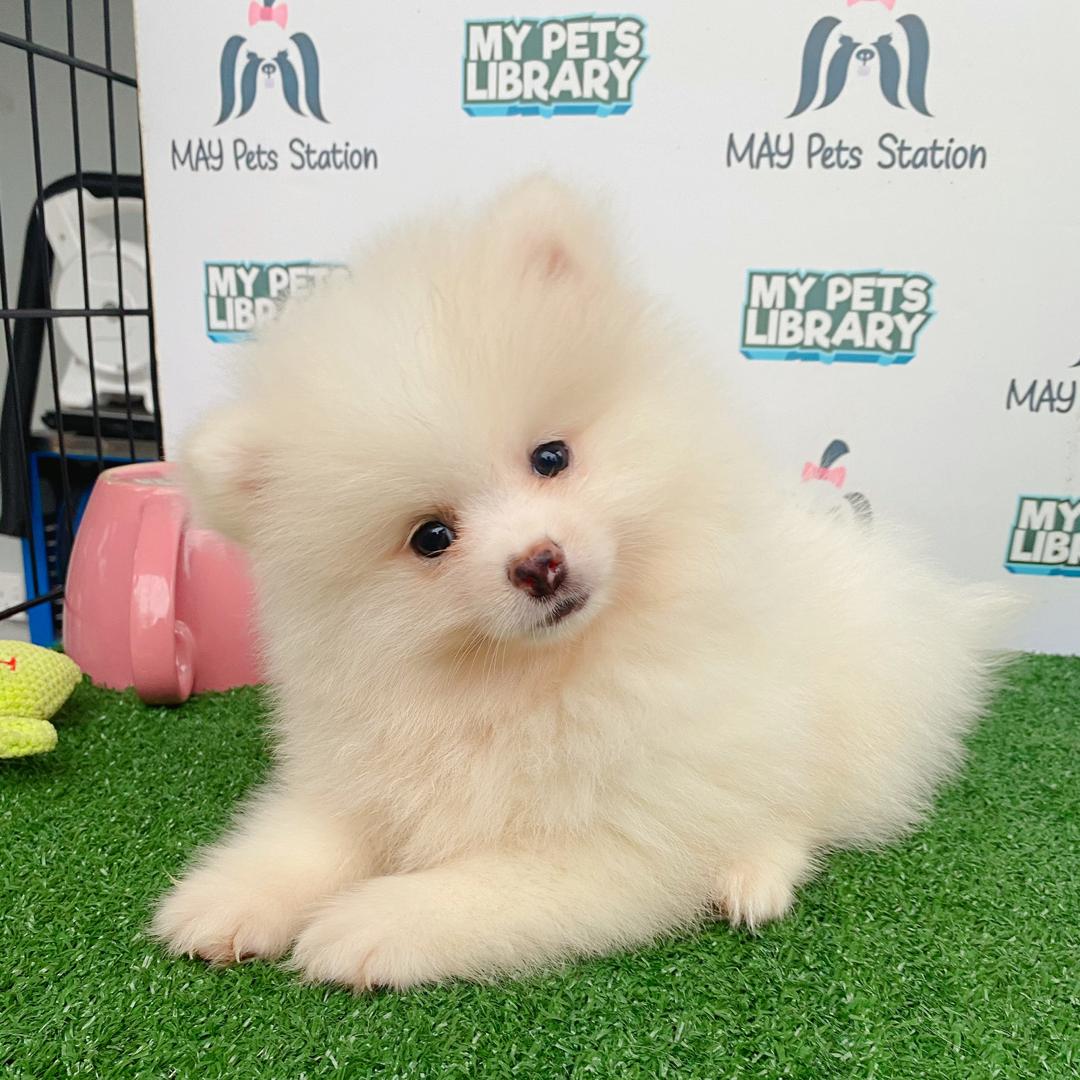 Pomeranian Puppy (Male) For Sale
