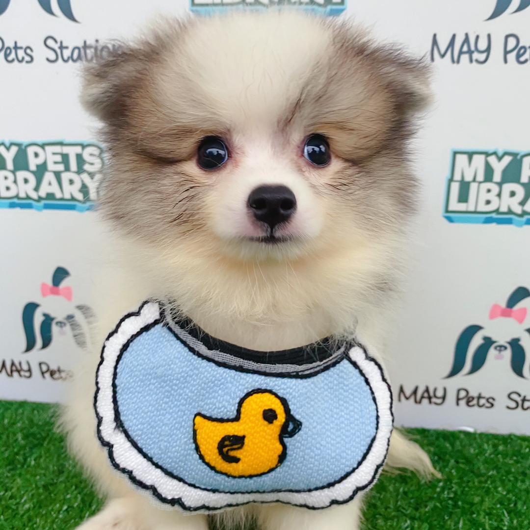 Pomeranian Puppy (Male) For Sale