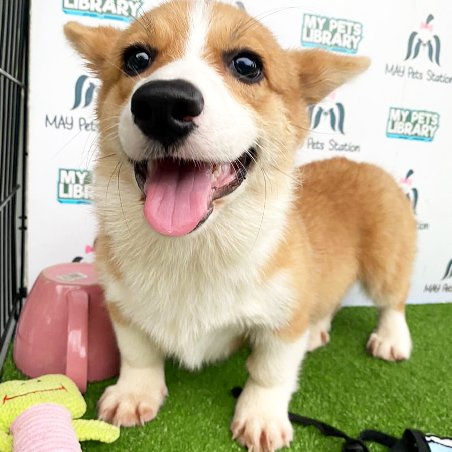Welsh Corgi Puppy (Female) For Sale