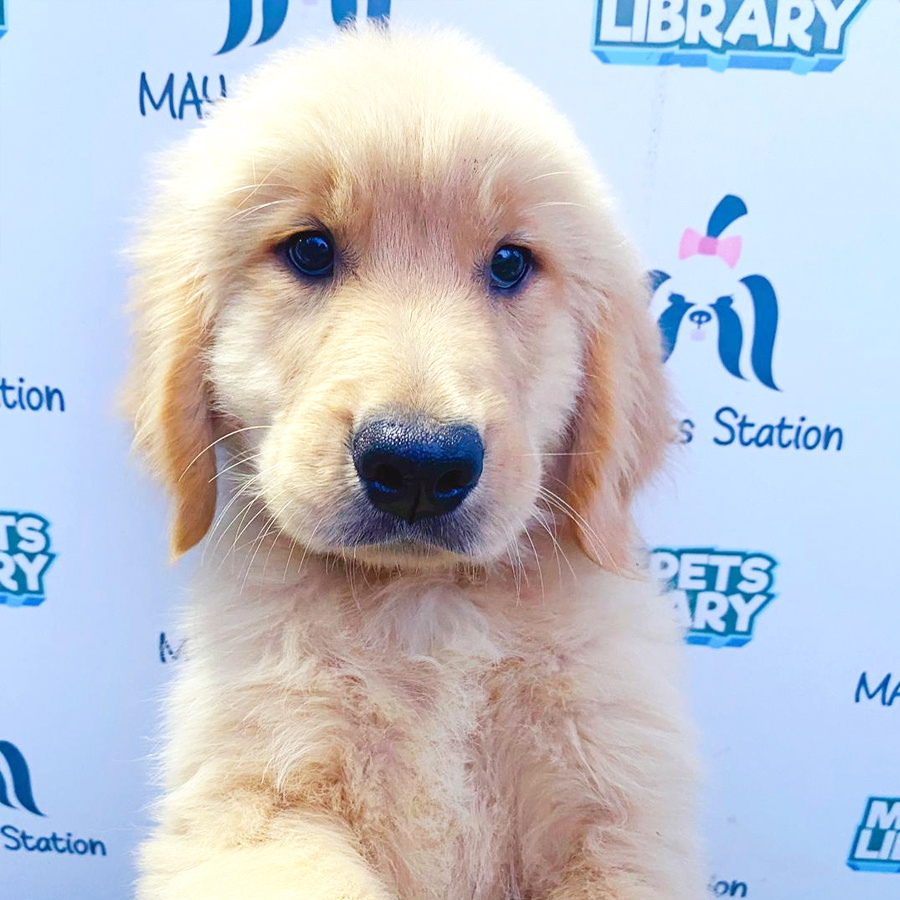Golden Retriever Puppy (Female) For Sale