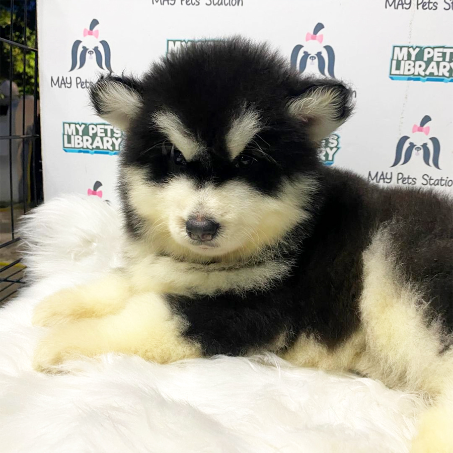Alaskan Husky Puppy (Male) For Sale