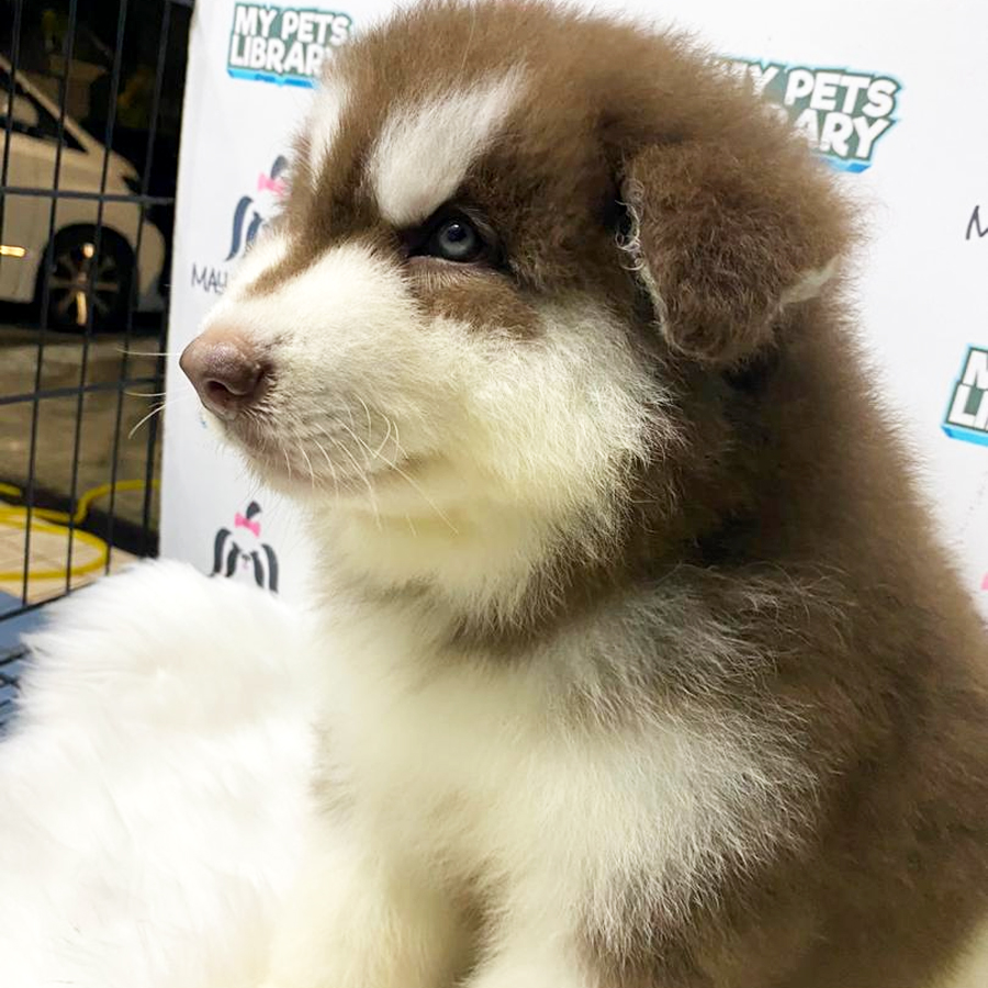 Alaskan Husky Puppy (Male) For Sale