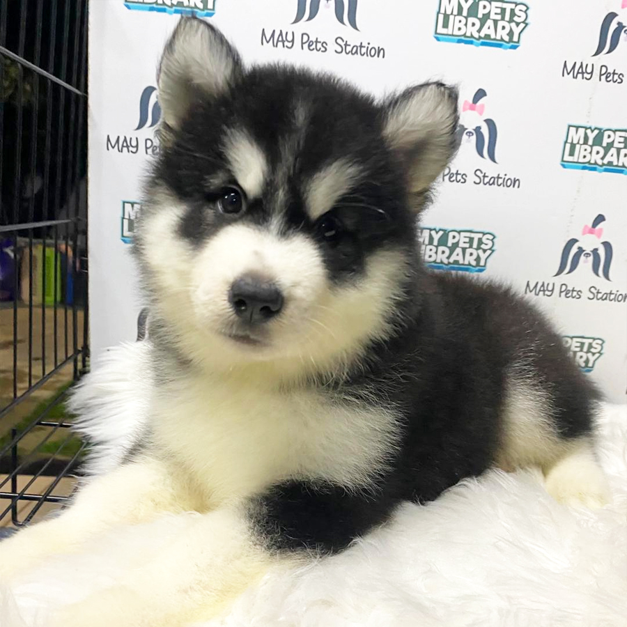 Alaskan Husky Puppy (Female) For Sale