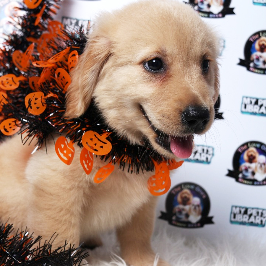 Golden Retriever Puppy (Male) For Sale