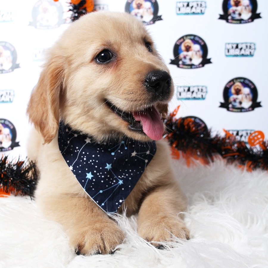 Golden Retriever Puppy (Female) For Sale