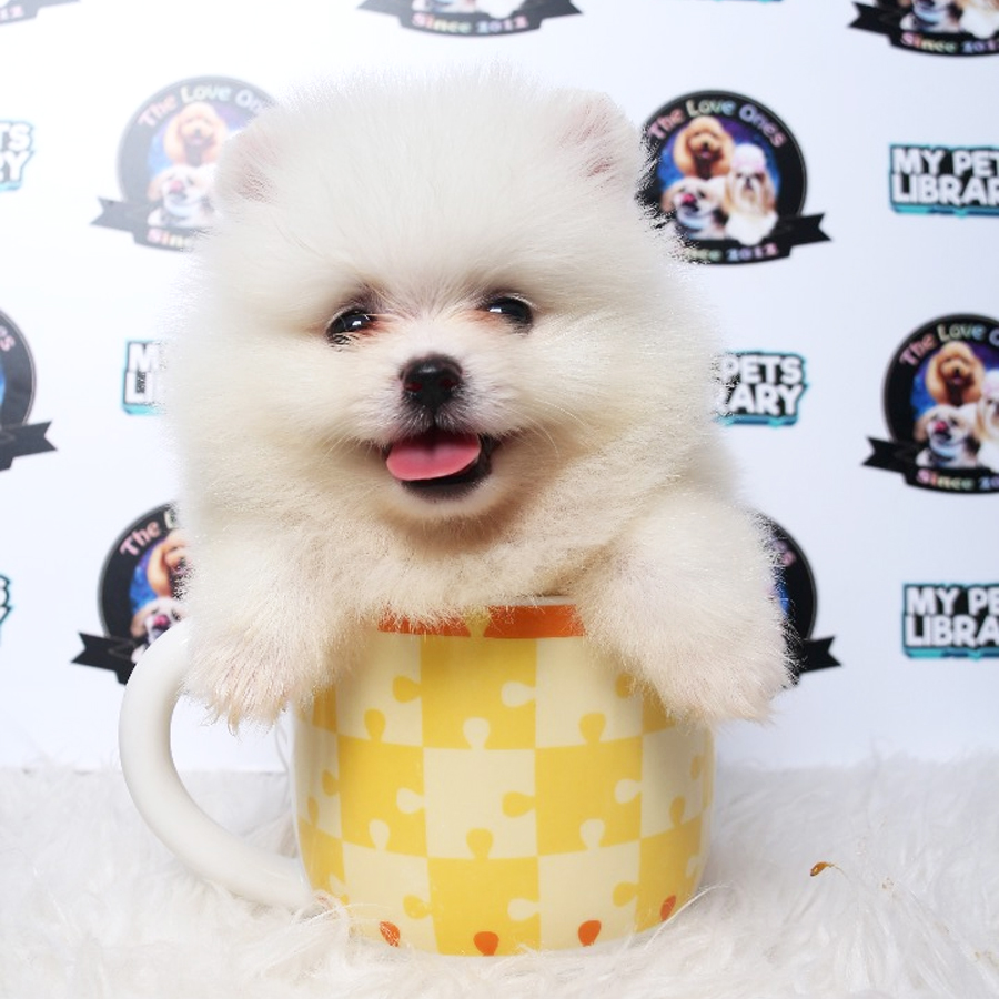 Tiny Teacup Pomeranian Puppy For Sale