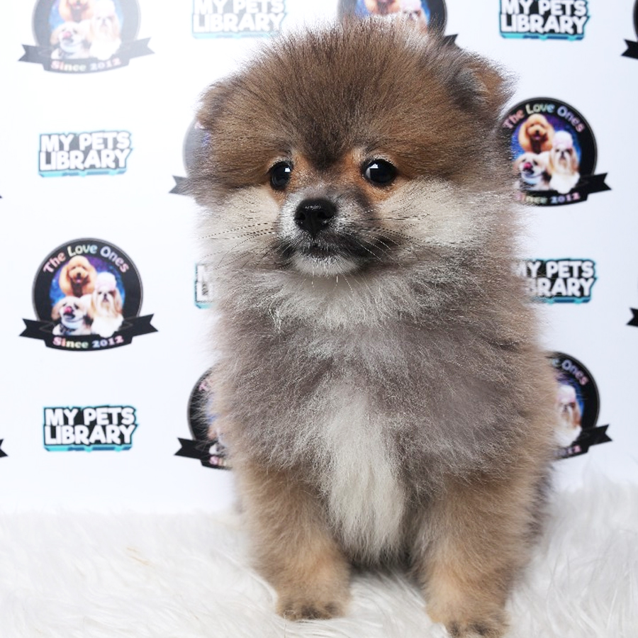 Pomeranian Puppy (Male) For Sale