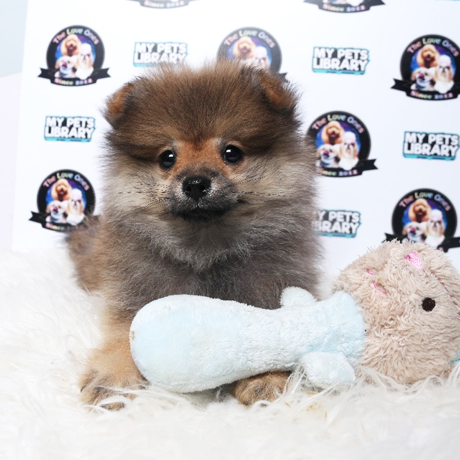 Pomeranian Puppy (Female) For Sale
