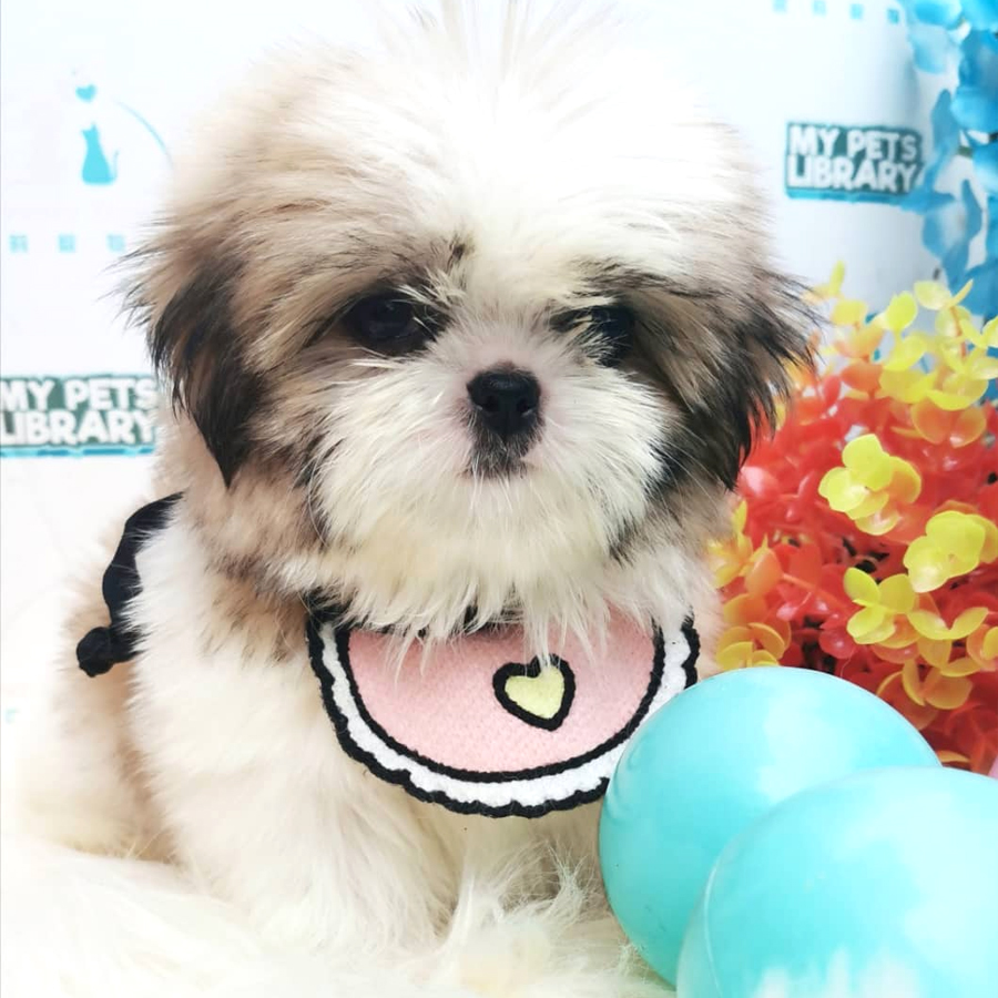 Shih Tzu Puppy (Female) For Sale