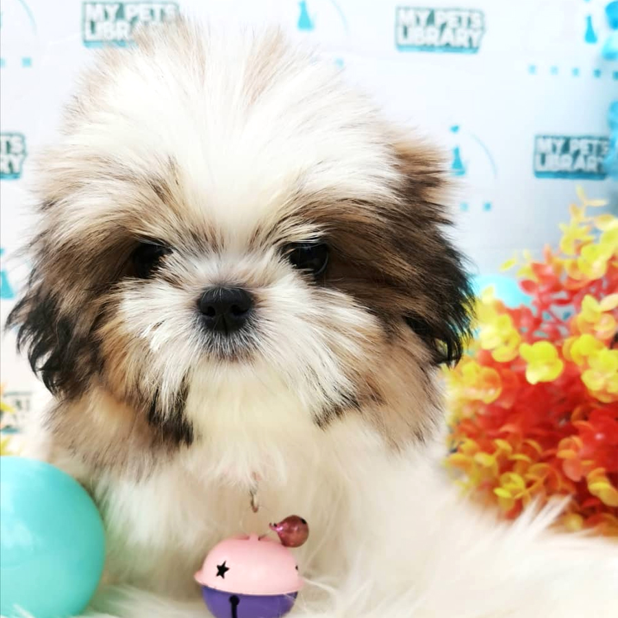 Shih Tzu Puppy (Female) For Sale