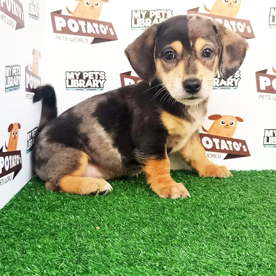 Dachshund Puppy For Sale