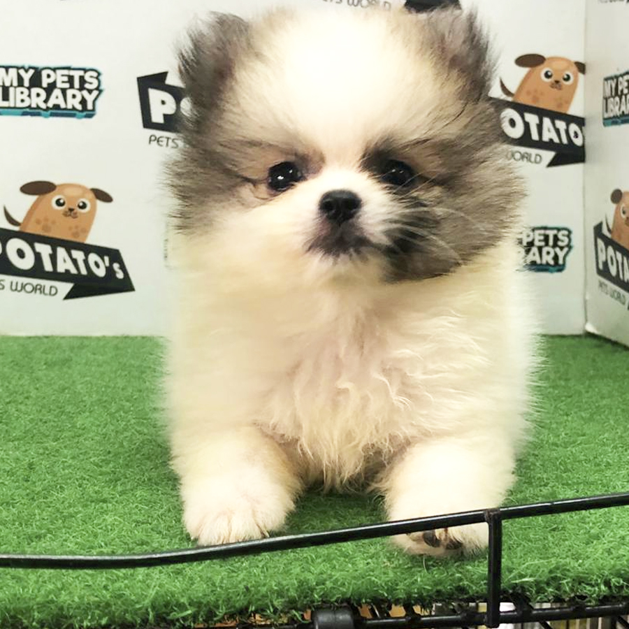 Pomeranian Puppy (Female) For Sale