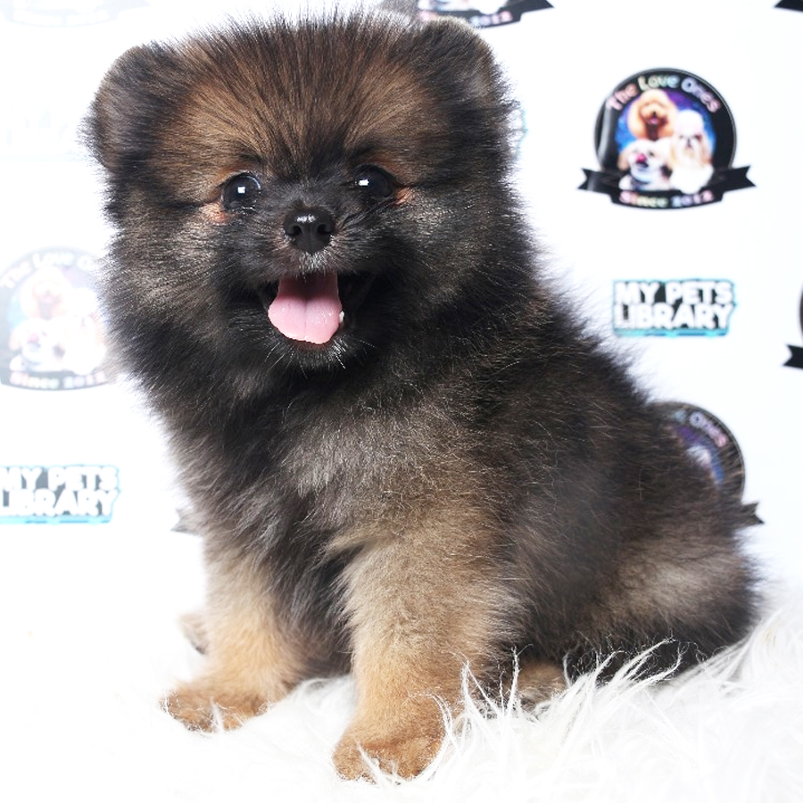 Pomeranian Puppy (Male) For Sale