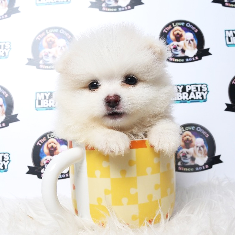 Tiny Teacup Pomeranian Puppy For Sale