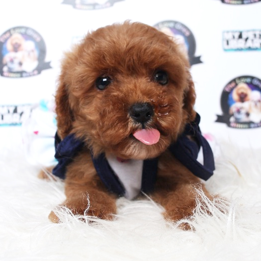 Toy Poodle Puppy (Female) For Sale
