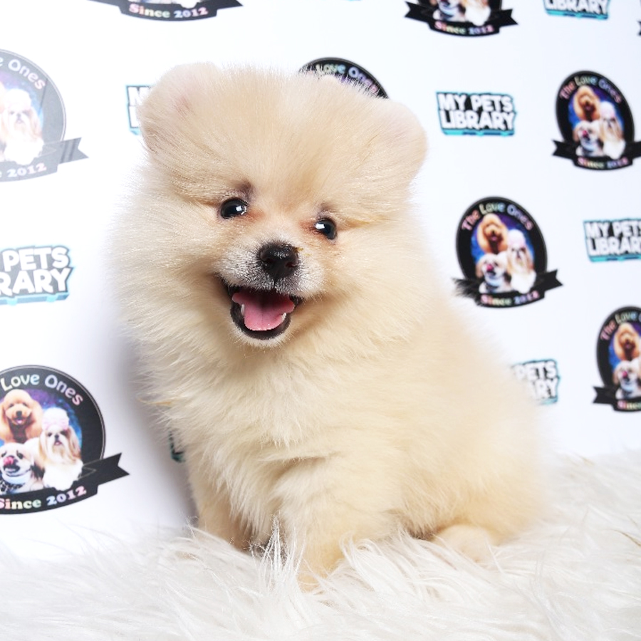 Tiny Teacup Pomeranian Puppy For Sale