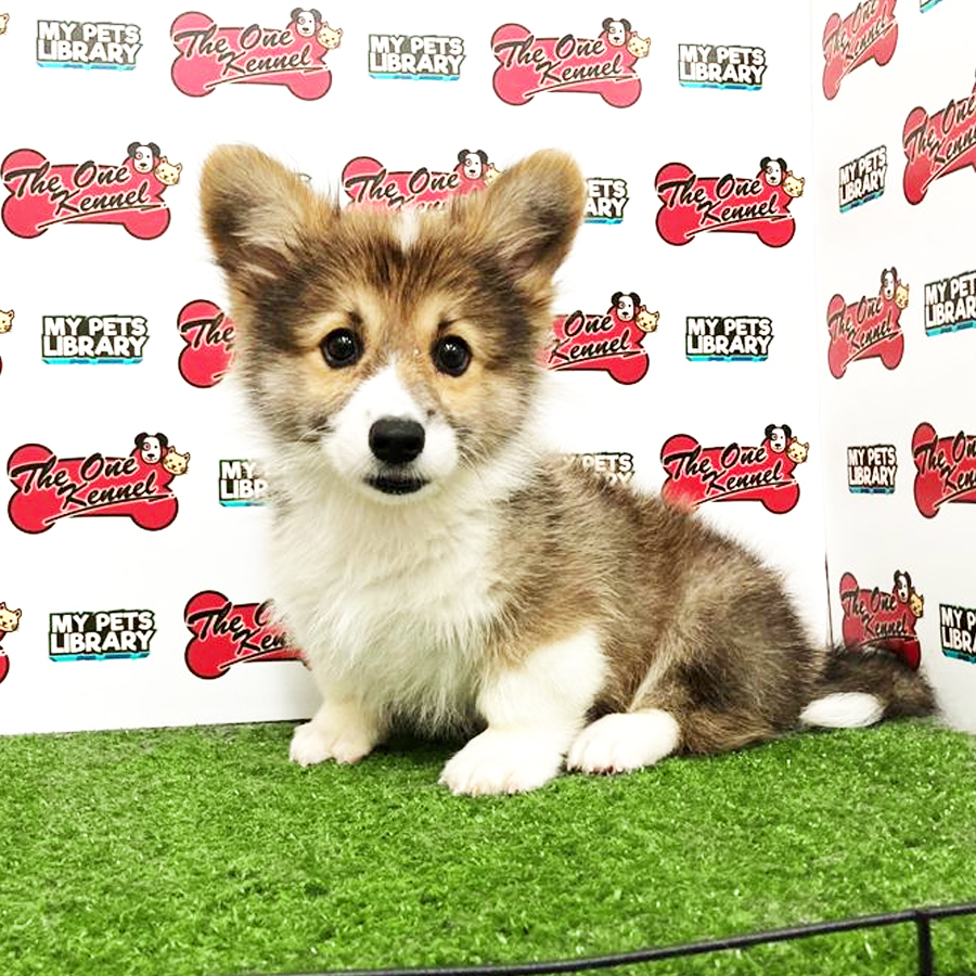 Long Coat Welsh Corgi Puppy (Male) For Sale