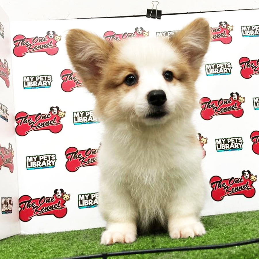 Long Coat Welsh Corgi Puppy (Male) For Sale