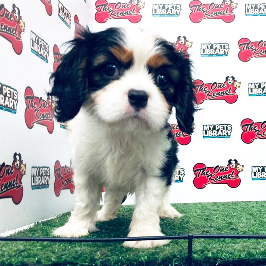 King Charles Spaniel Puppy For Sale