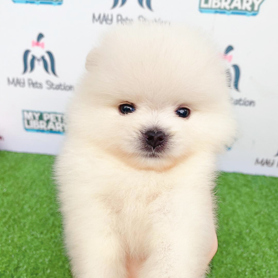 Tiny Teacup Pomeranian Puppy For Sale