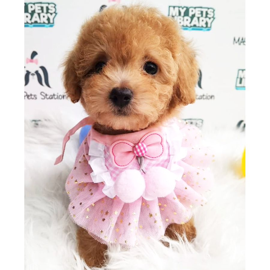 Tiny Toy Poodle Puppy (Female) For Sale