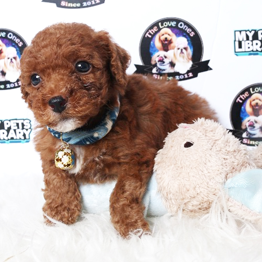 Pomapoo Puppy For Sale