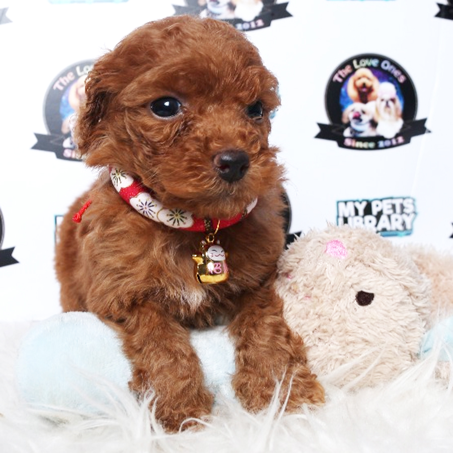 Pomapoo Puppy For Sale