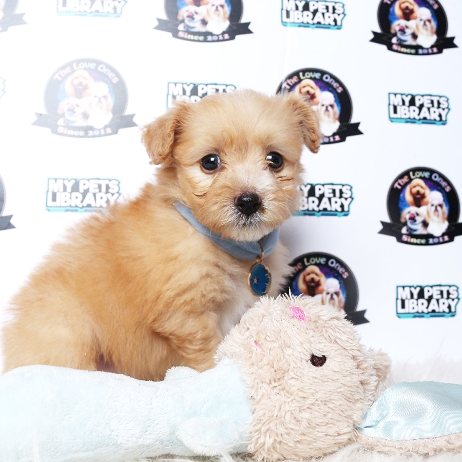 Pomapoo Puppy For Sale