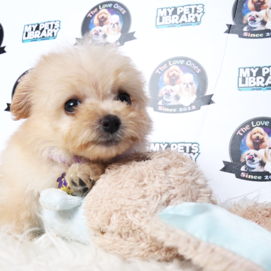 Pomapoo Puppy For Sale
