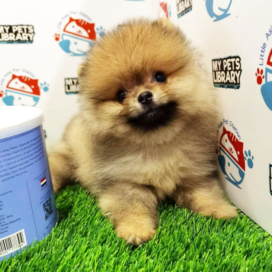 Pomeranian Puppy (Male) For Sale