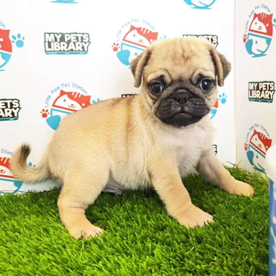 Pug Puppy (Male) For Sale