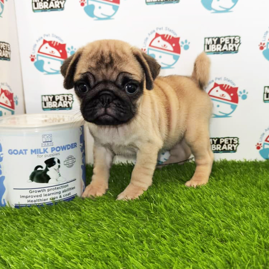 Pug Puppy (Female) For Sale