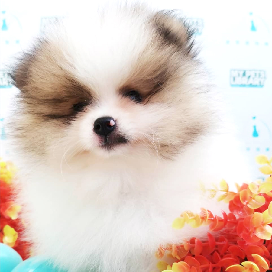 Pomeranian Puppy (Male) For Sale