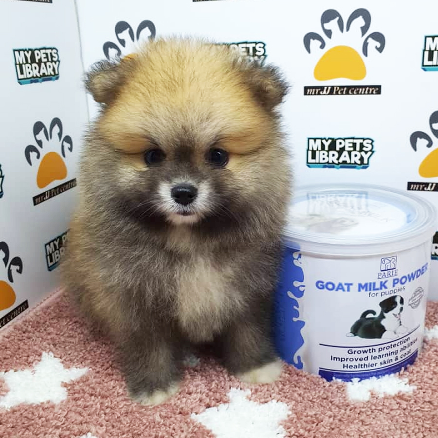 Pomeranian Puppy (Female) For Sale