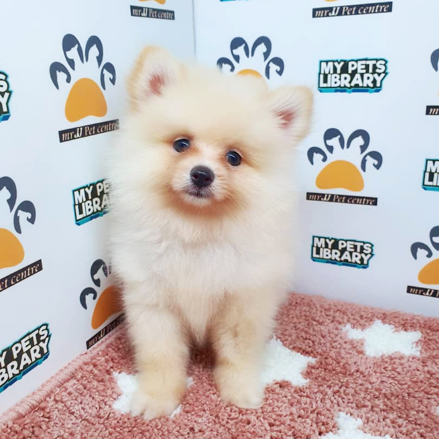 Pomeranian Puppy (Female) For Sale