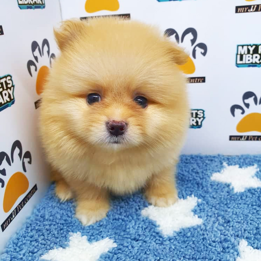 Pomeranian Puppy (Male) For Sale
