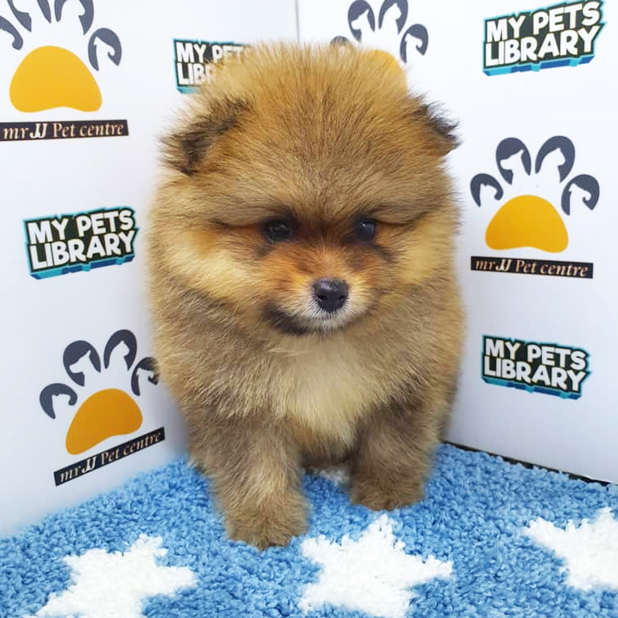 Pomeranian Puppy (Male) For Sale