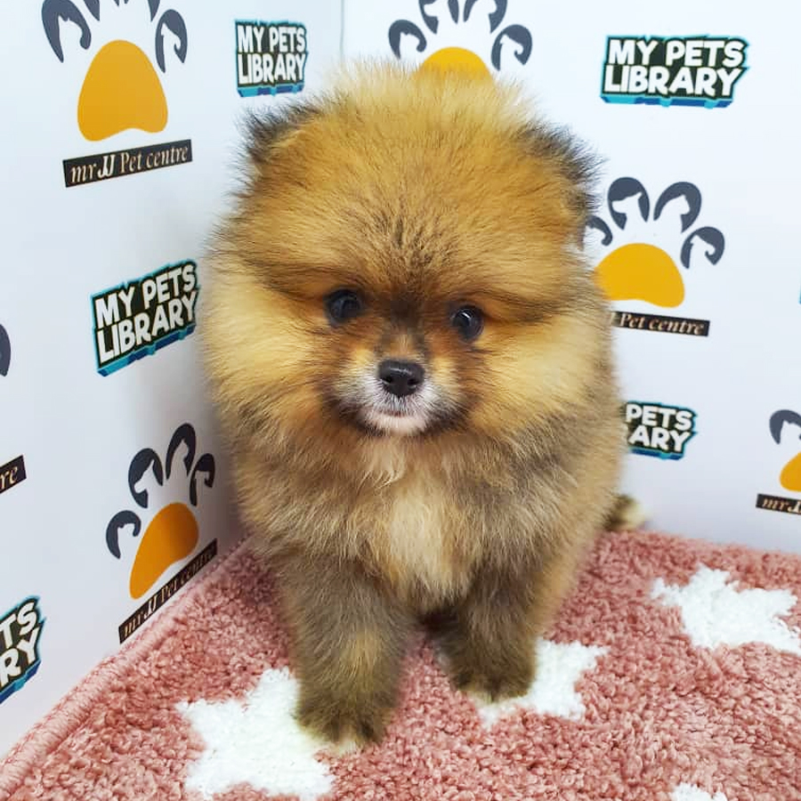 Pomeranian Puppy (Female) For Sale