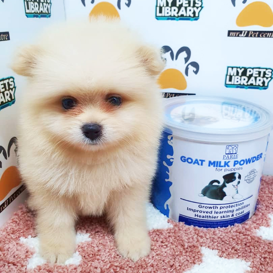 Pomeranian Puppy (Female) For Sale