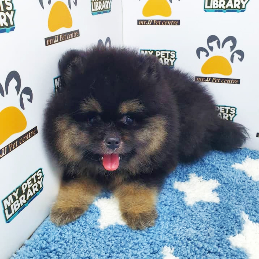 Pomeranian Puppy (Male) For Sale