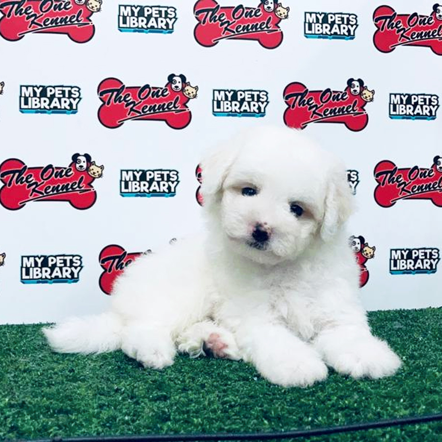 Bichon Frise Puppy (Male) For Sale