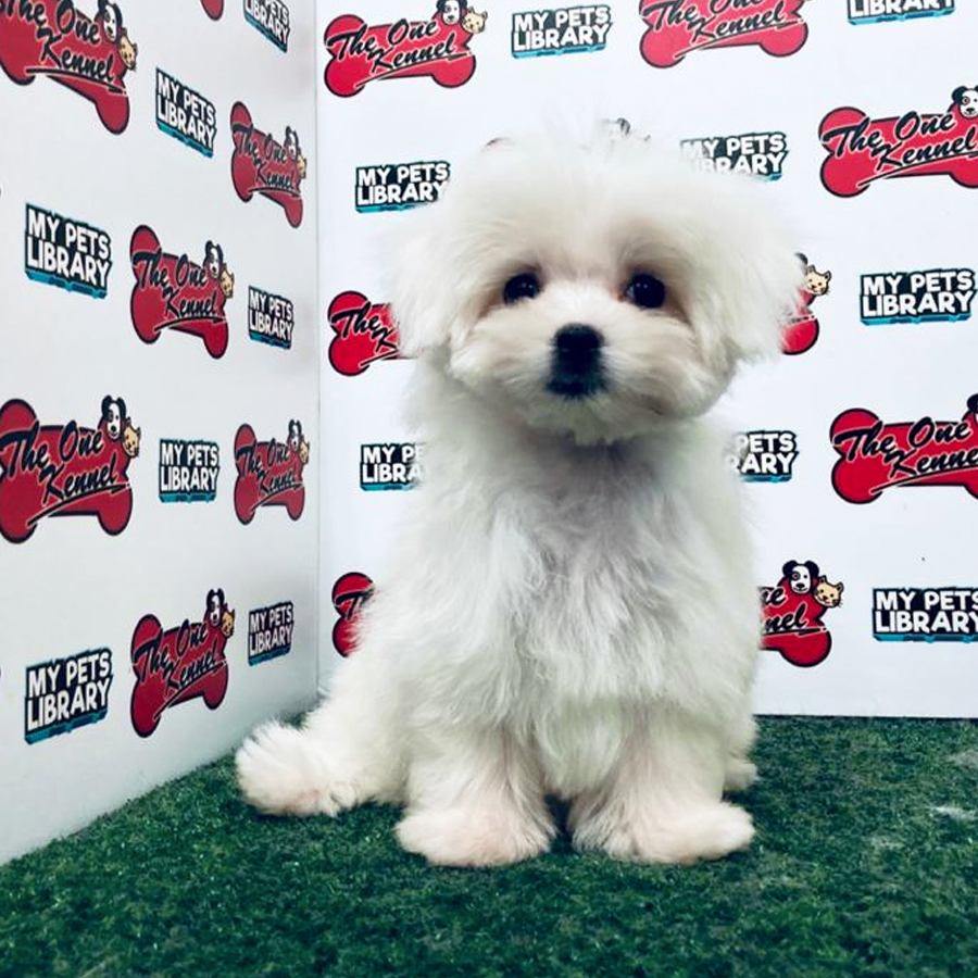 Maltese Puppy (Male) For Sale