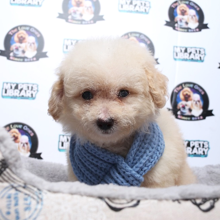 Tiny Toy Poodle Puppy ( Male ) For Sale