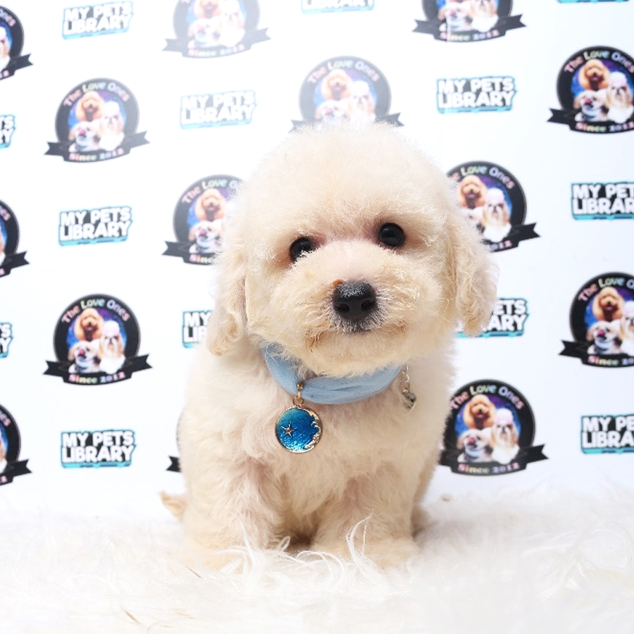 Tiny Toy Poodle Puppy ( Male ) For Sale