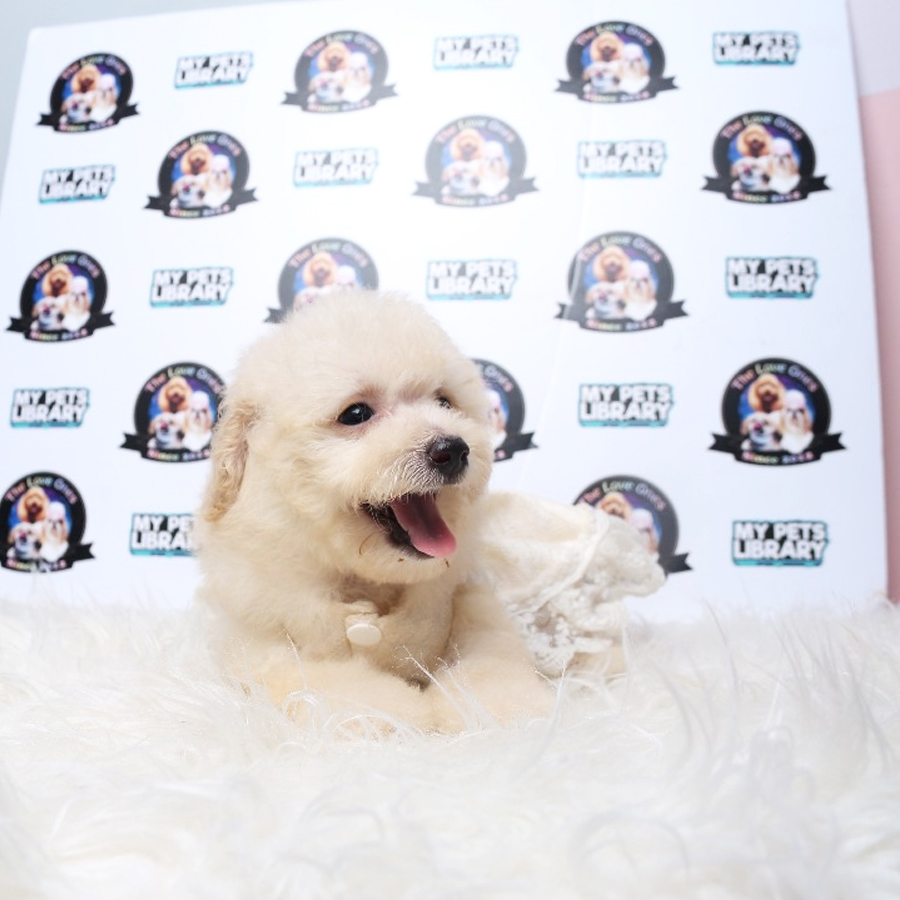 Tiny  Poodle Puppy (Female) For Sale