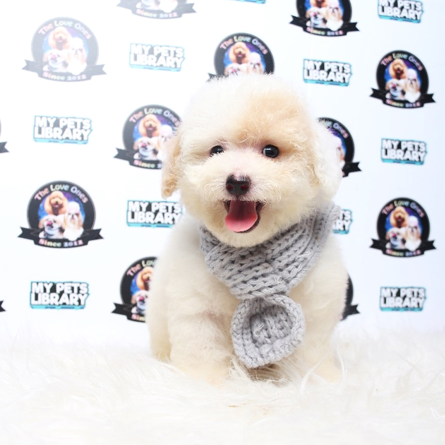 Tiny Toy Poodle Puppy ( Female ) For Sale