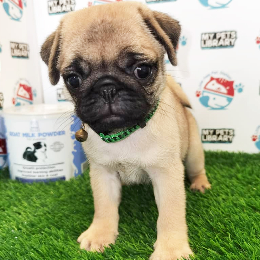 Pug Puppy (Female) For Sale