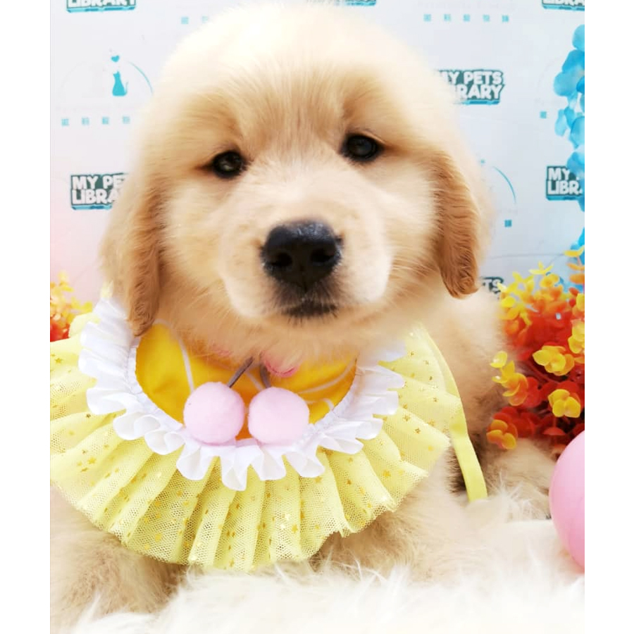 Golden Retriever Puppy (Female) For Sale